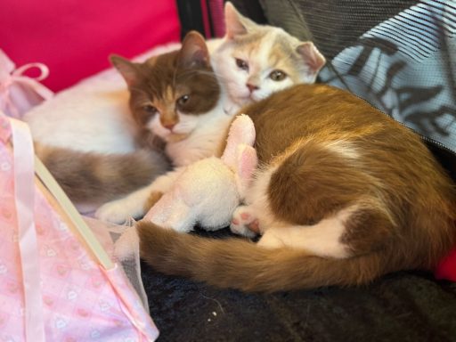 Abby und Bailey Tiefenentspannt