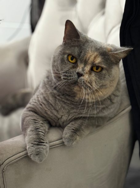 Penelope vom blauen Saphir Penelope ( Lopi)