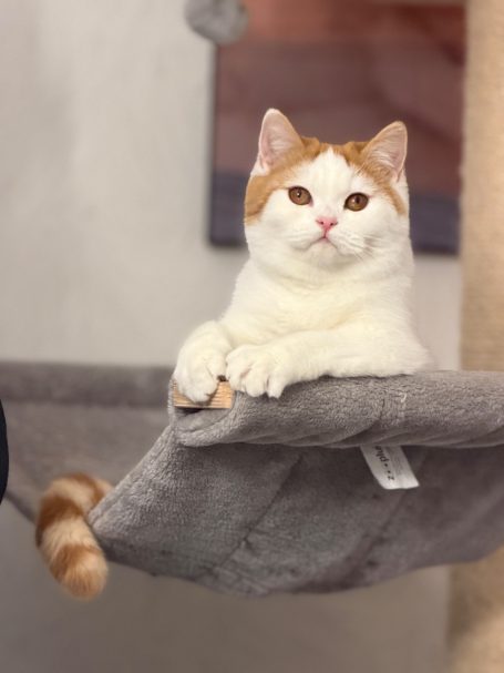 Jugendchampion Flower Bear‘s Delina Jugendchampion Delina