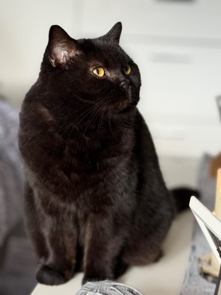 Leonora Saphira von Yumkaax Leo