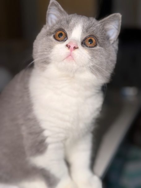 Marvelous Cezary Brylantowa Elita Cezary