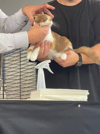 Ab heute dürfen sich unsere drei Mädels Kittenchampion nennen😘