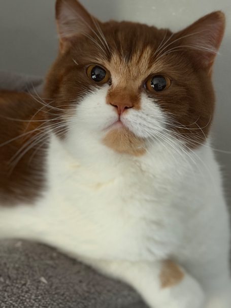 Jugendchampion Flower Bear‘s Bailey Jugendchampion Bailey