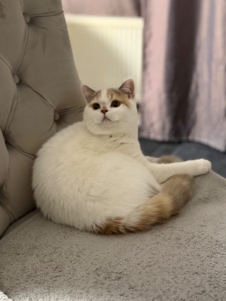 Jugendchampion Flower Bear‘s Abby Jugendchampion Abby